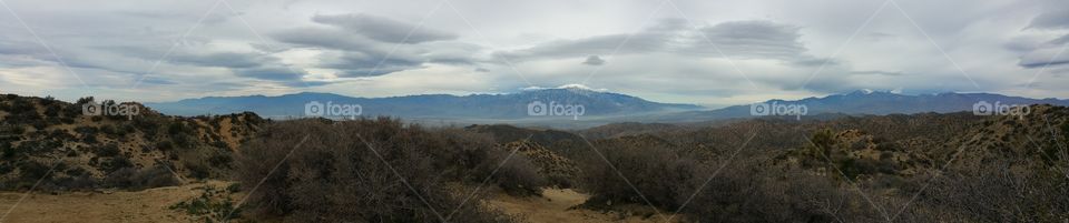 Joshua tree panorama