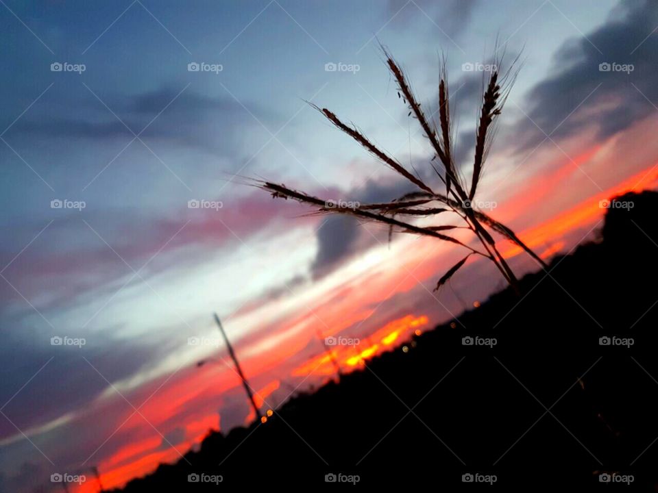 Wildflower silhouette