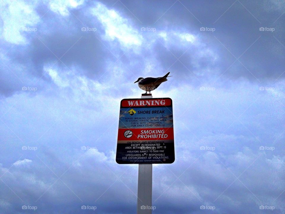 Bird on a Sign