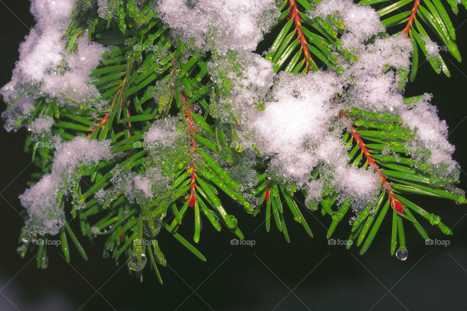 Many evergreen tree branches covered in snow