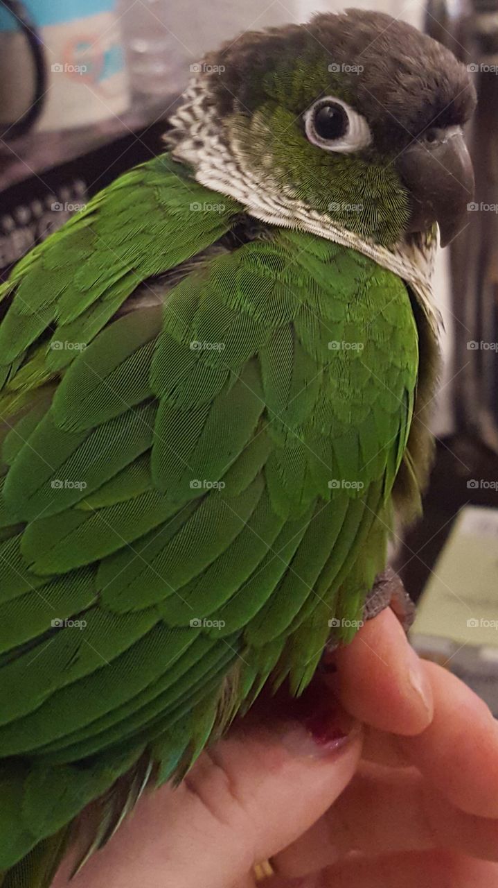 beautiful green feathers
