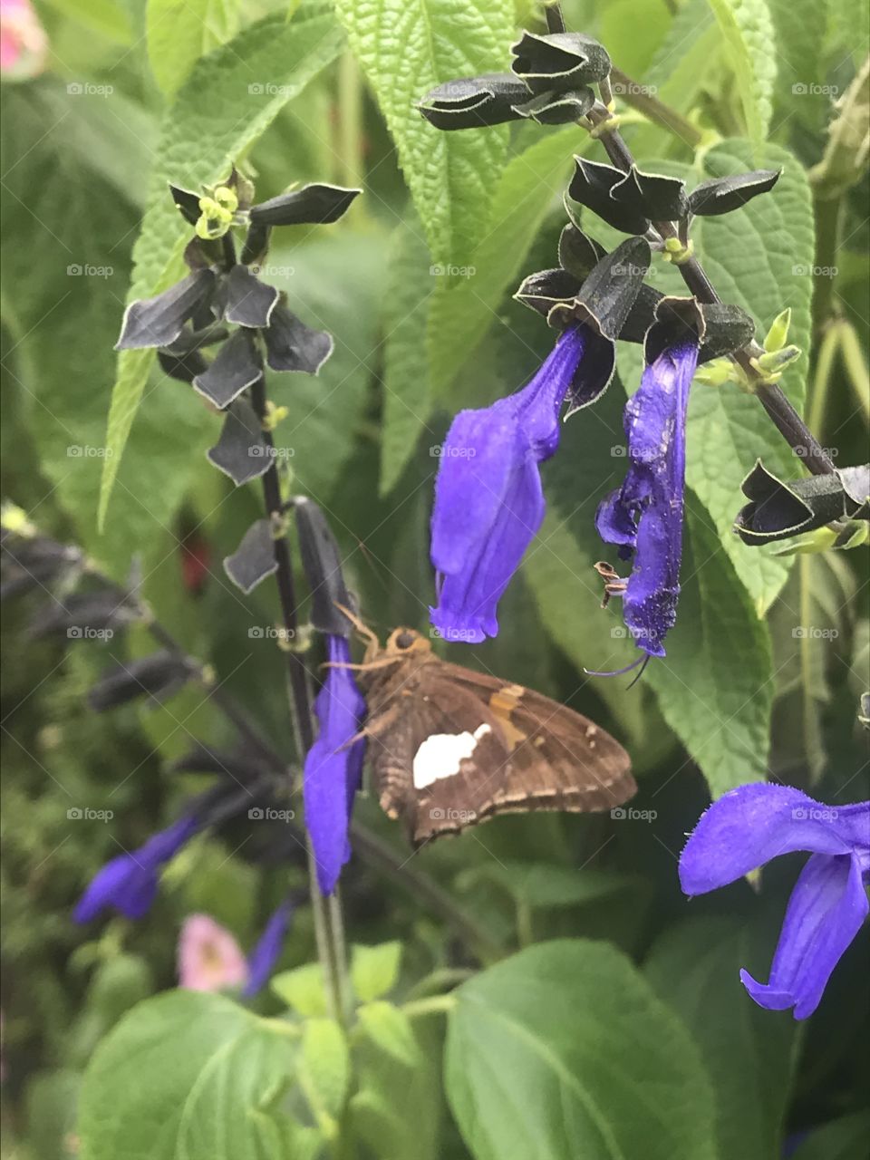 Will you mind your own iris! 