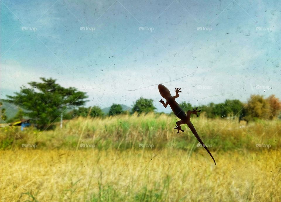 Lizard, cornfield, tree