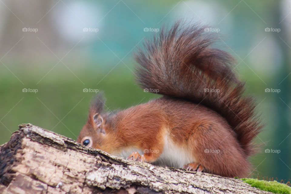 Squirrel on a trunk