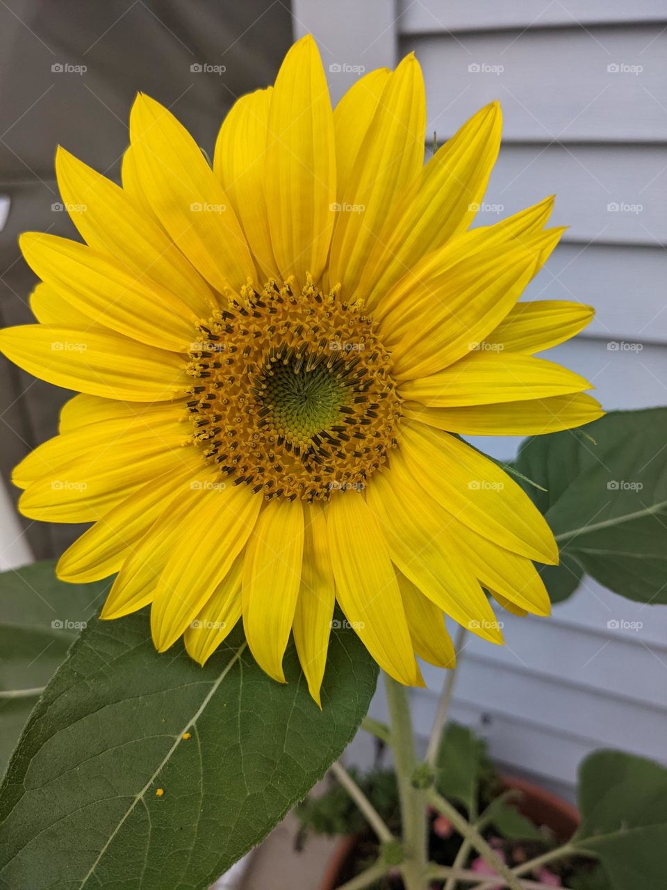 sunflower