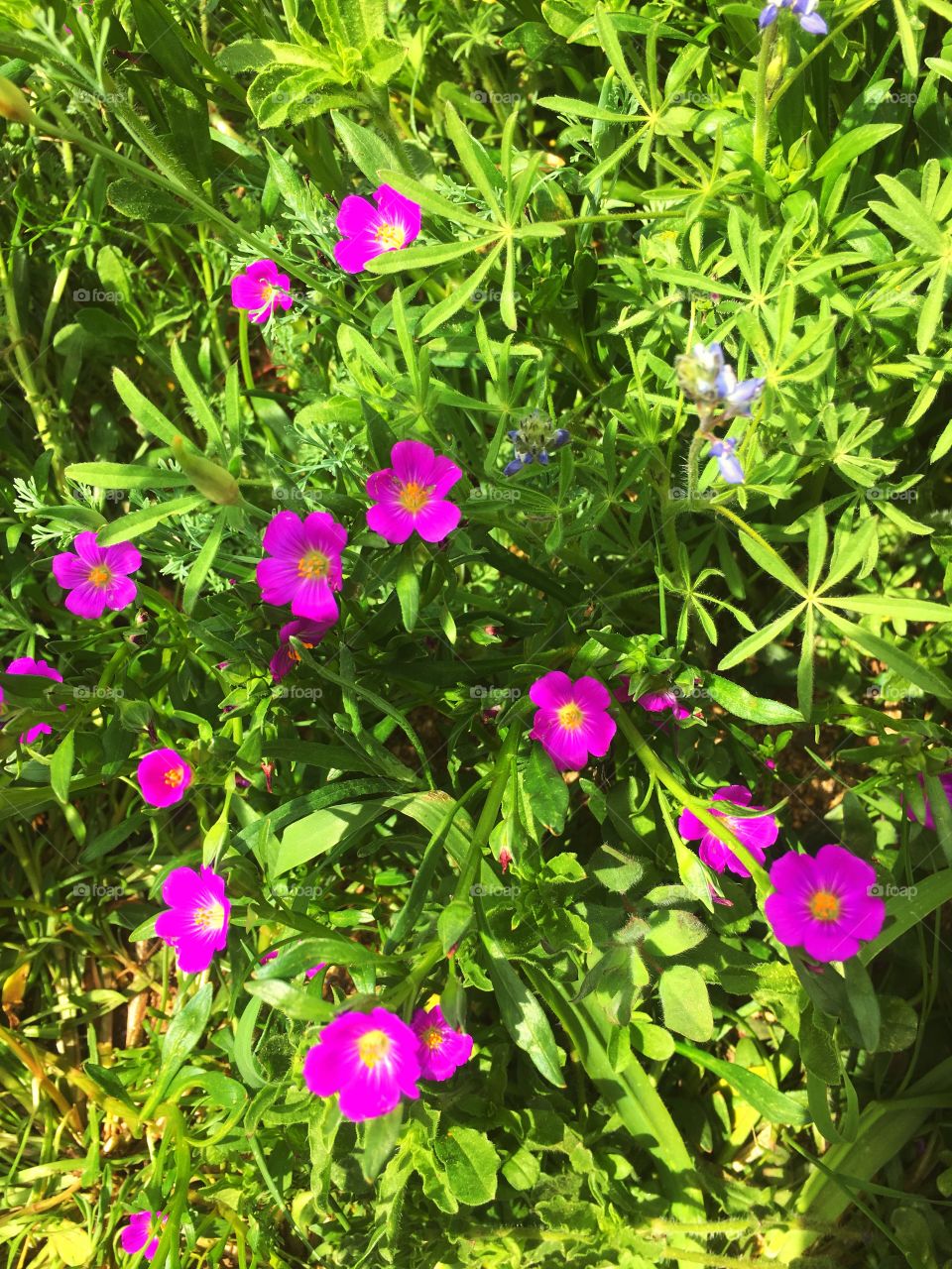 Huna ermosa planta con lindas flores