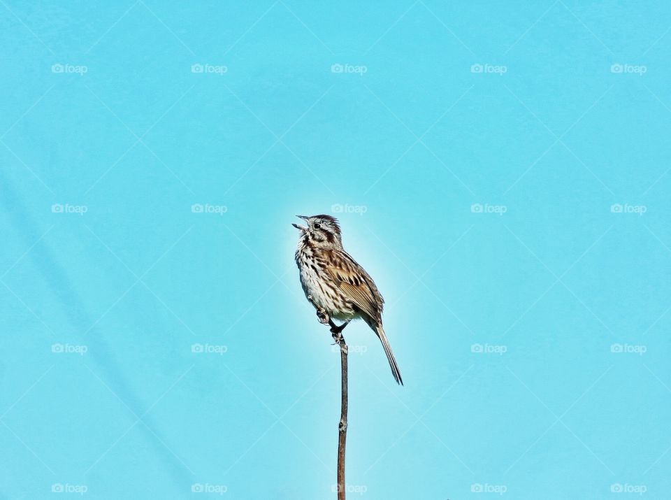 Sparrow 