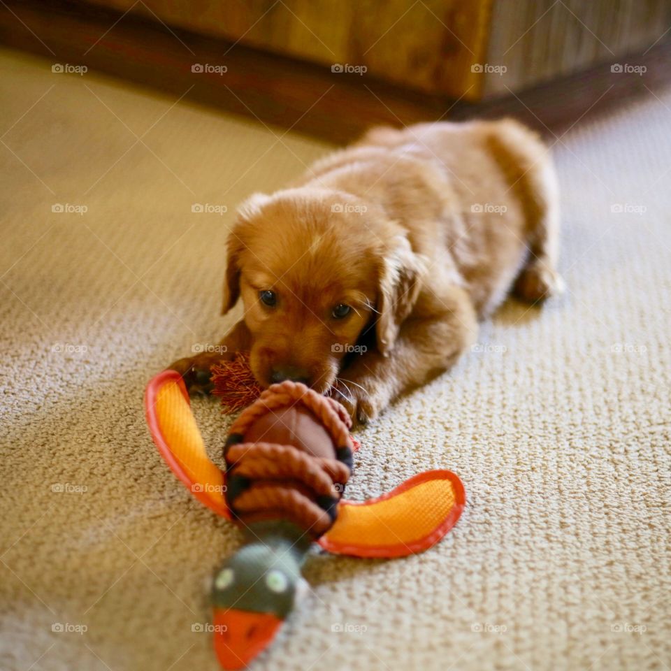 Duck hunting puppy