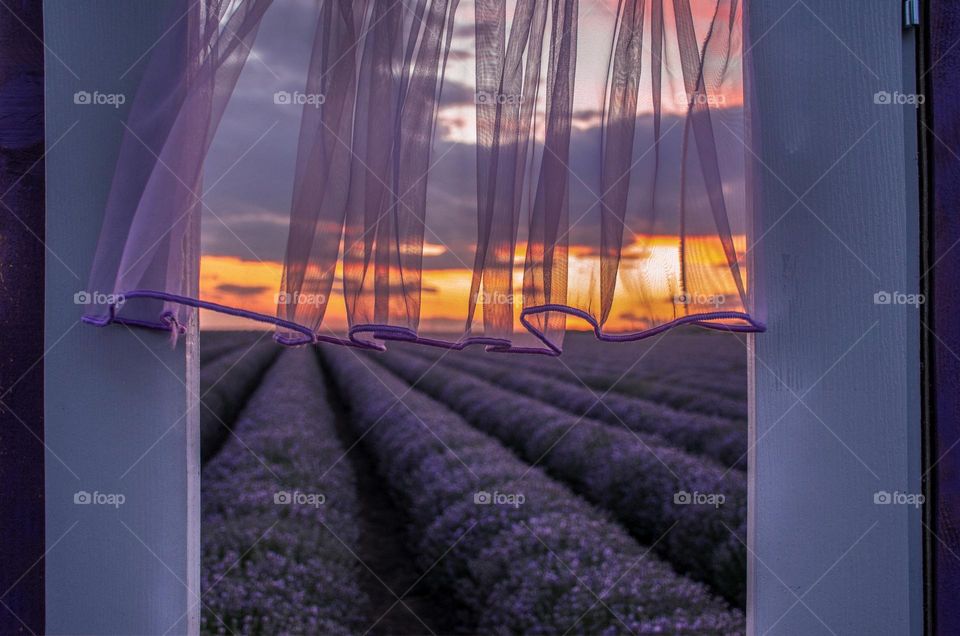 Lavander Sunset