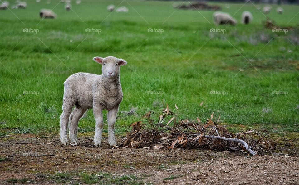 Spring Lamb