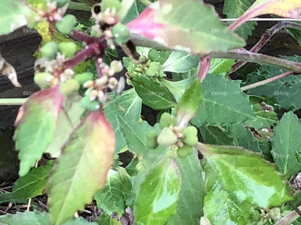 Plant with changing autumn colors