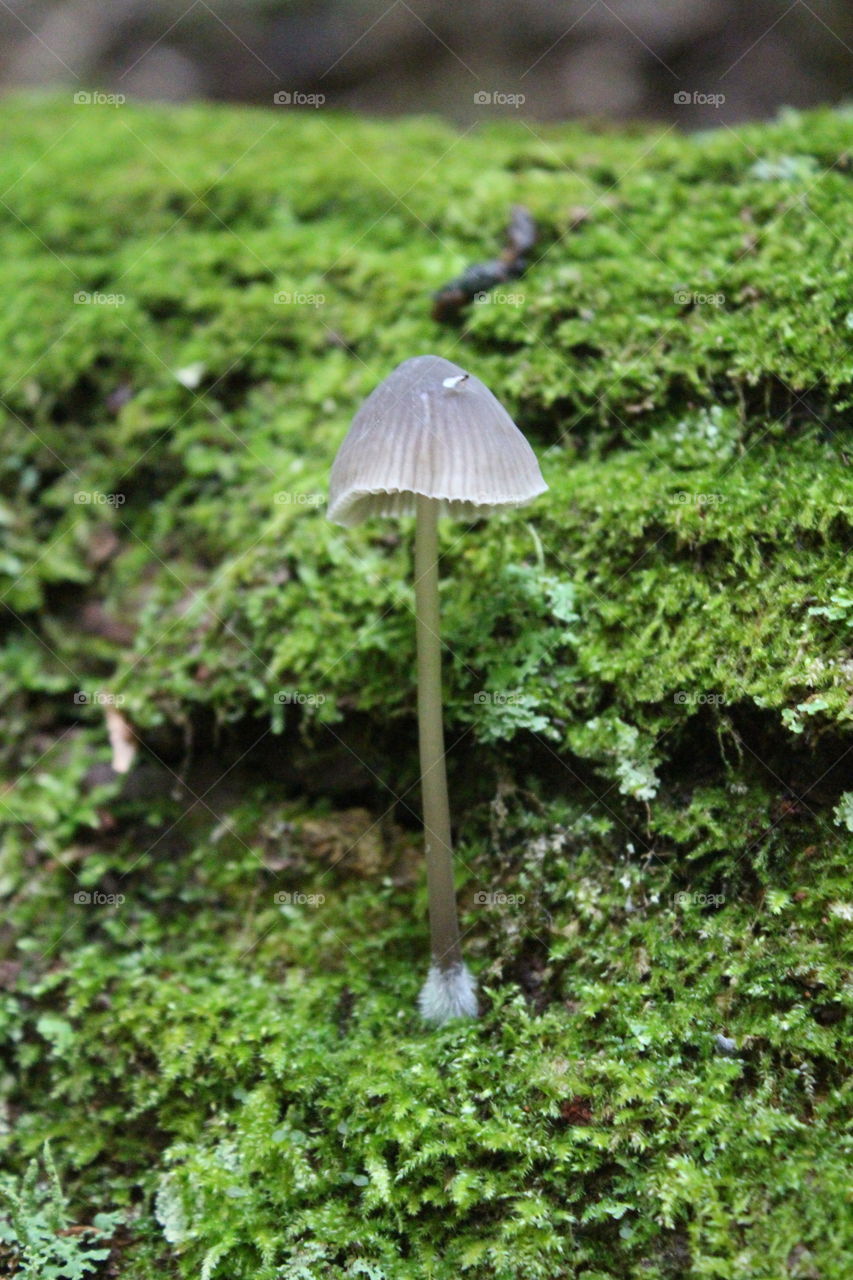 Little Mushroom. Hiking Ricketts Glen