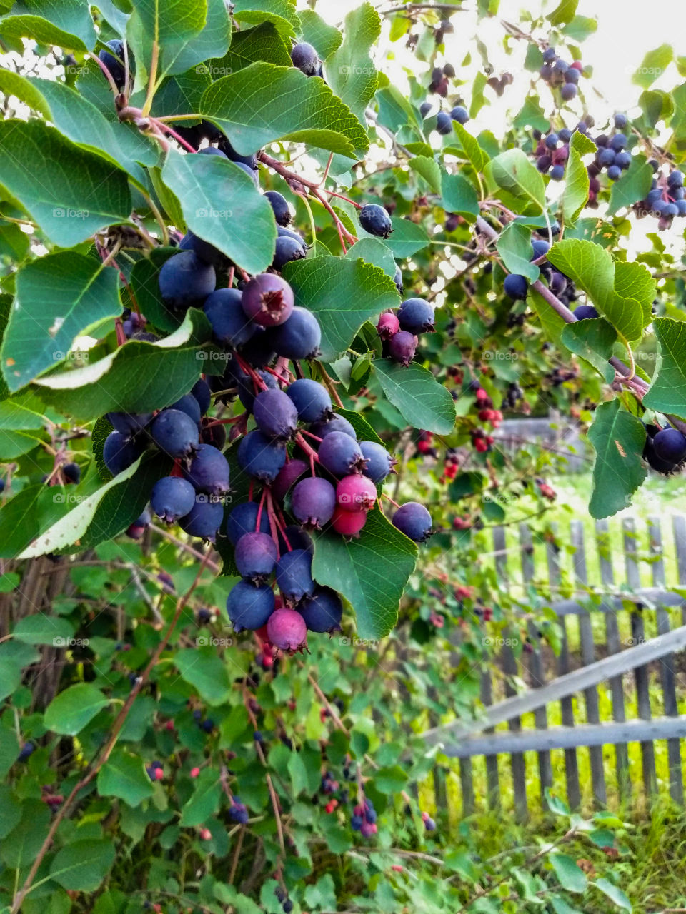 Ирга
Amelanchier