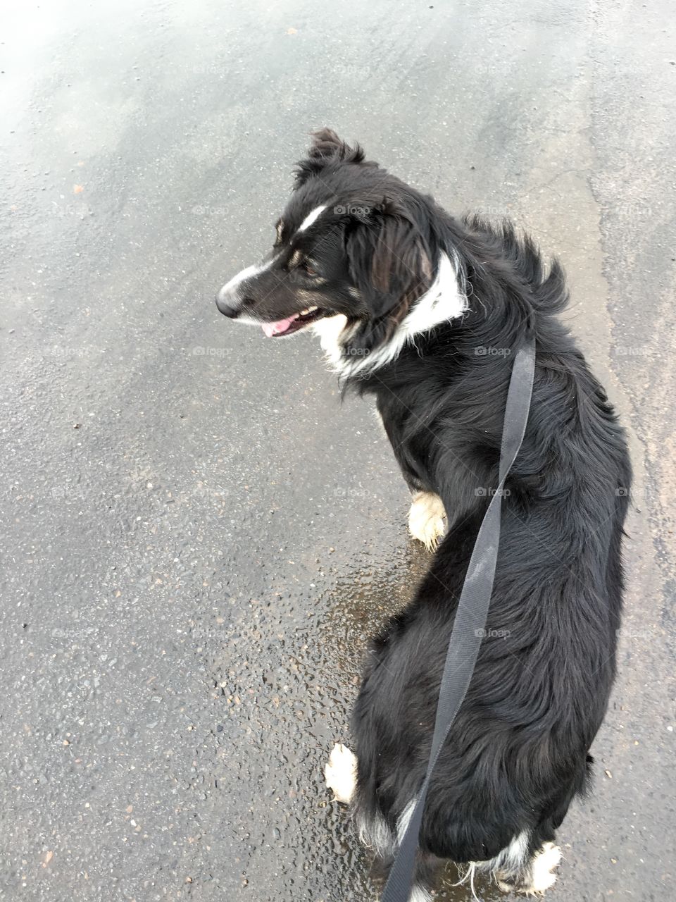 Border collie sheep dog on leash from above on wet road pavement asphalt