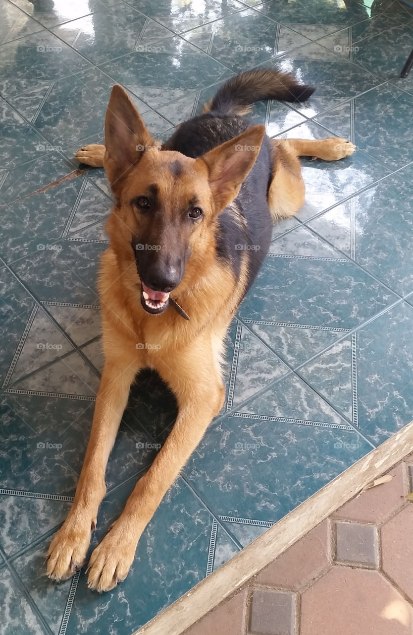 when 11 months old getman shepherd dod seeing camera