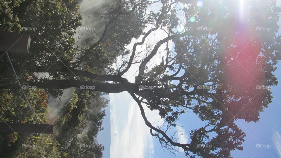 A gorgeous Hawaiian tree