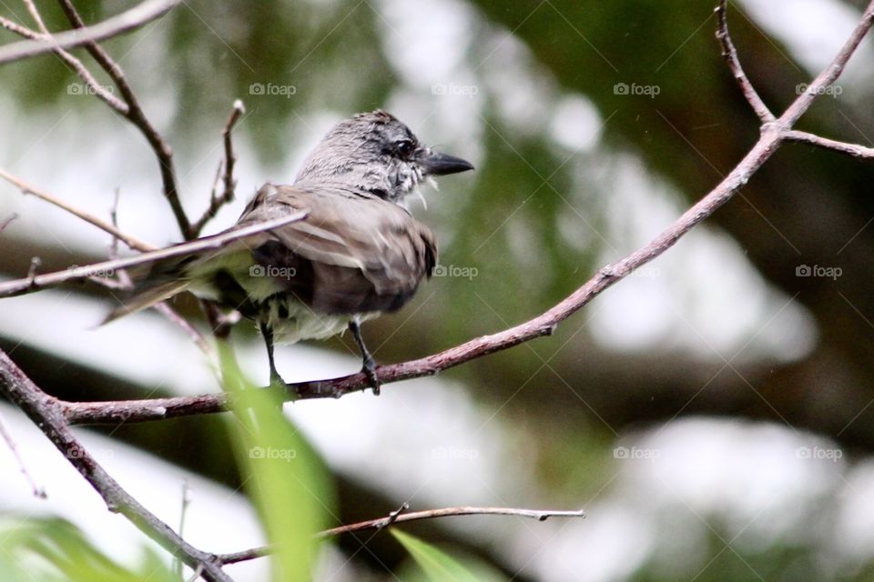 Brown Bird in Trees