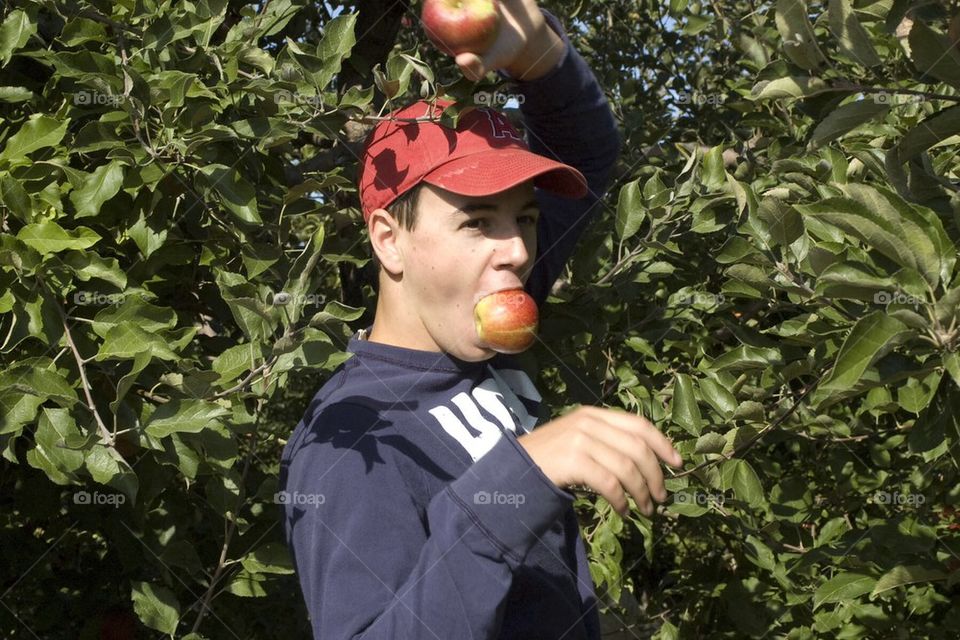 Apple Picking