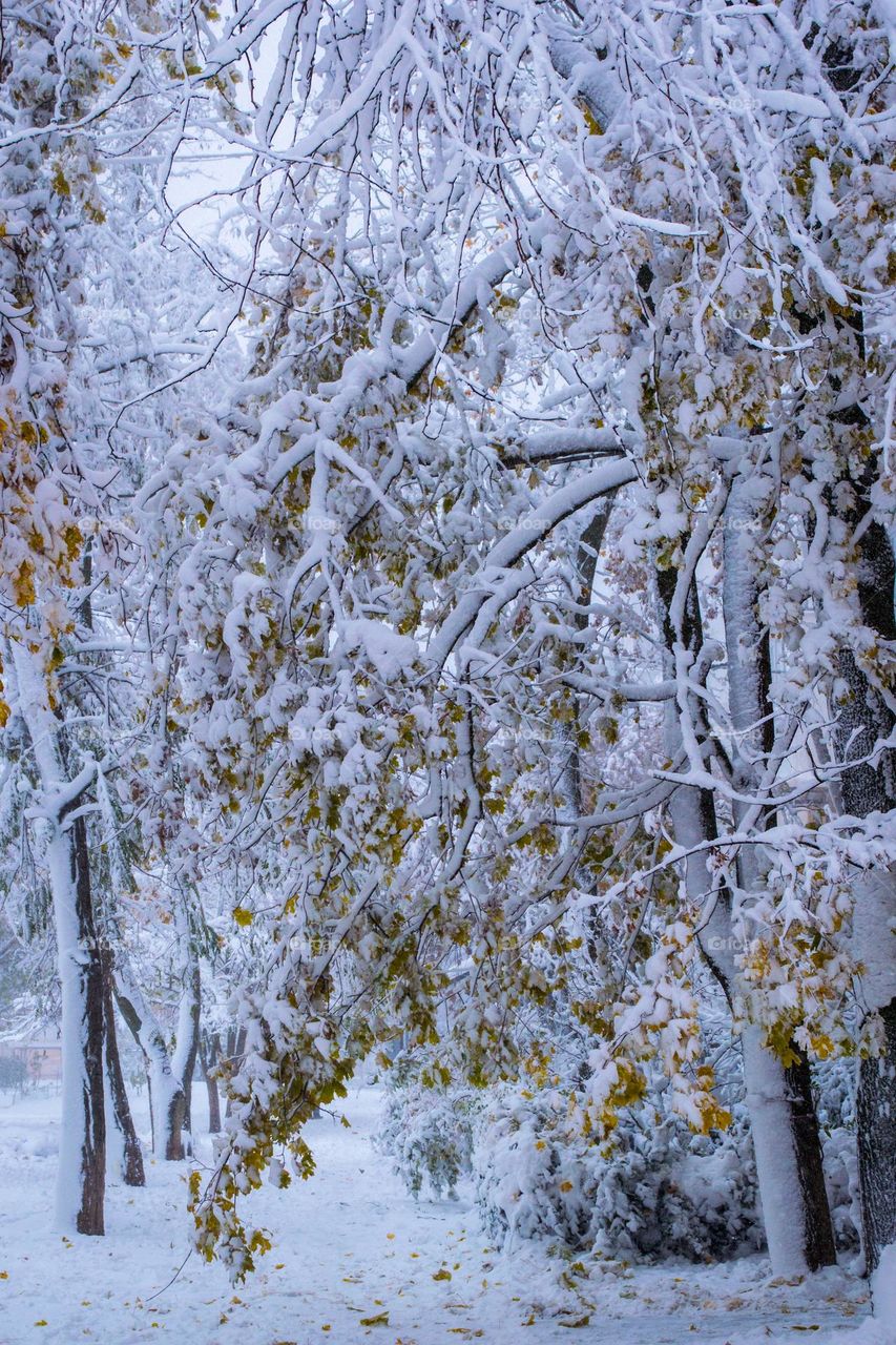 Winter path under tree branches.