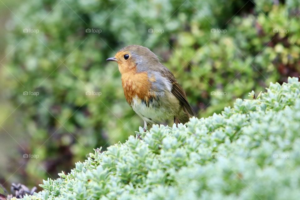 Robin