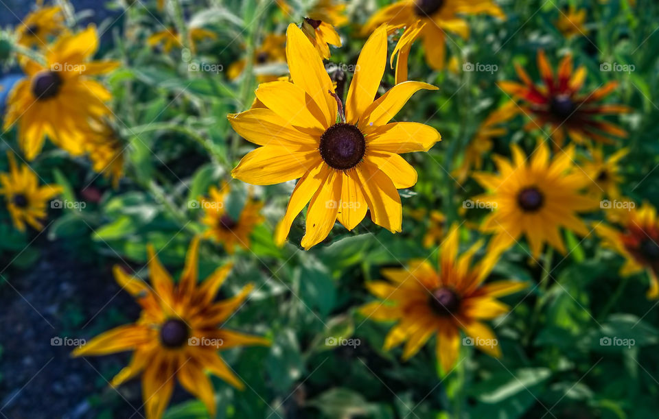 yellow glowing black-eyed susan flower with golden flowers in the background