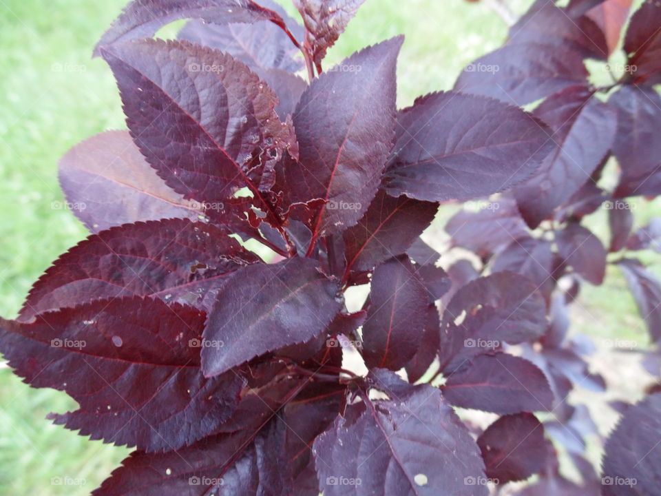 plum tree leaves