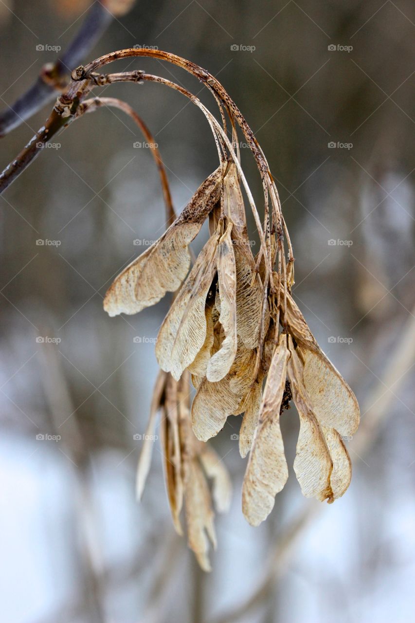 Maple keys hanging on in the winter.