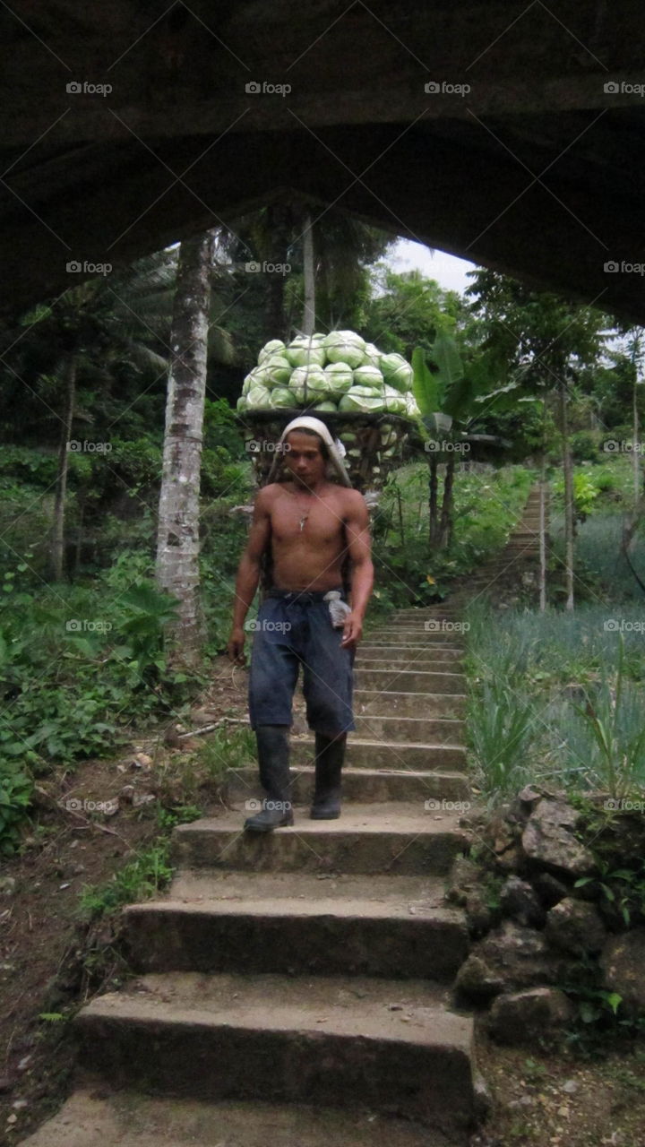 Local farmer carrying over 100 kg of Cabbage on his head that's long hike 2 hour journey to reach to buyer,  farmers are hard working people,  dalaguete Cebu,  Philippines