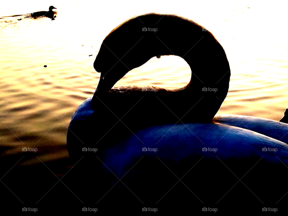sunset lake swan bird by kevsrich
