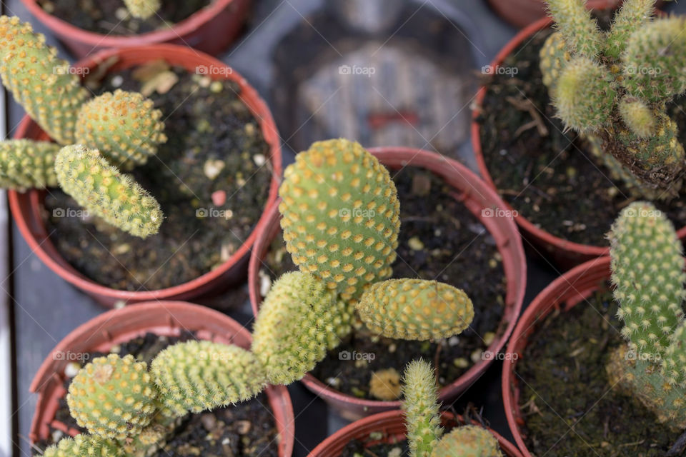 Cactus Succulent in Pots