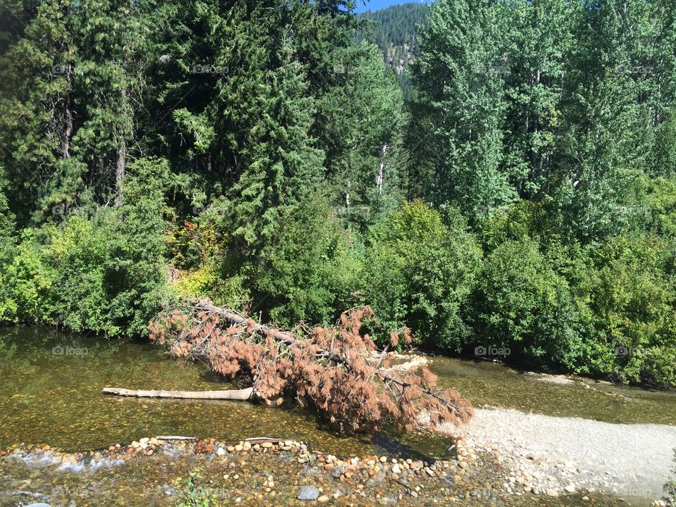 Water, Nature, Landscape, River, Tree