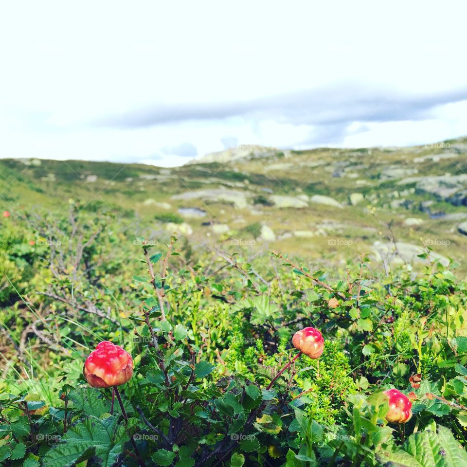 Multer at Knaben in Norway