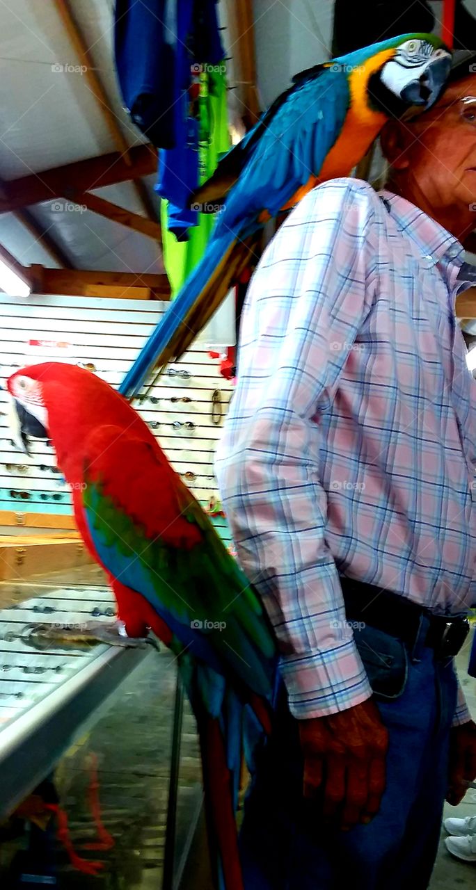 colorful parrot loving on man's cheek❤