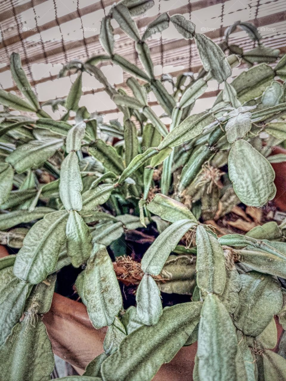 abstract Christmas cactus