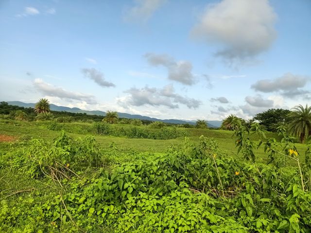 Nature