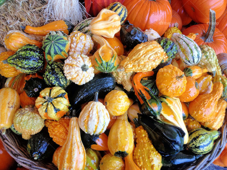 october fall autumn pumpkin by vickikl3