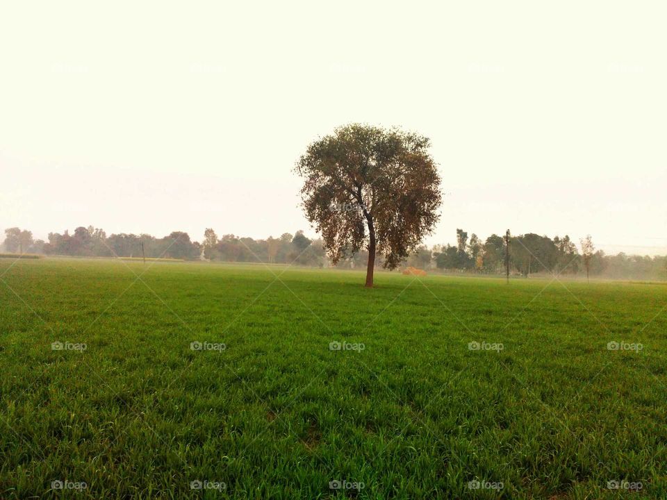 field in single tree