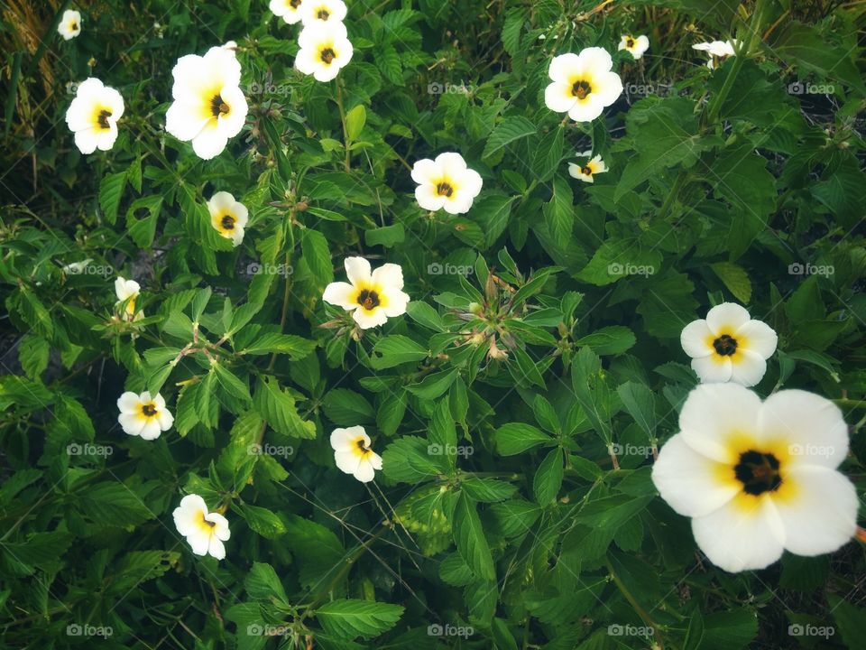 many flowers bloom very beautiful in the garden