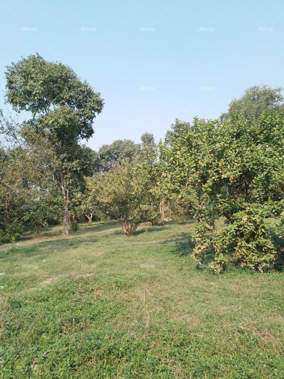 Guava Garden