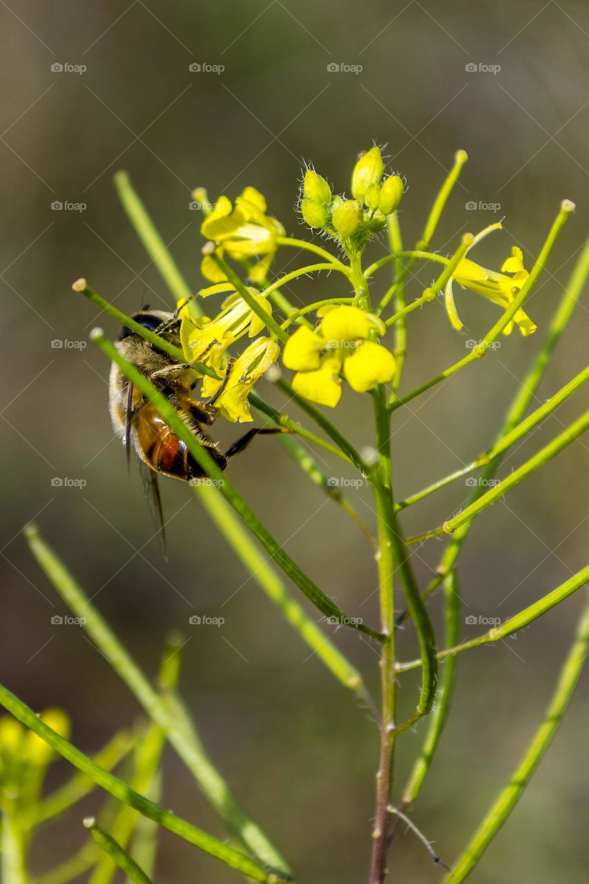 Yellow flower and Eristalinae