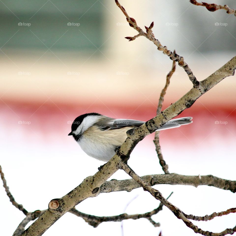 Bird, Nature, Wildlife, Tree, Songbird