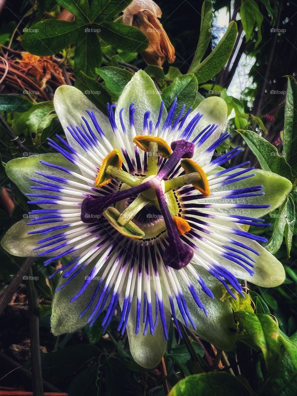 Passion flower