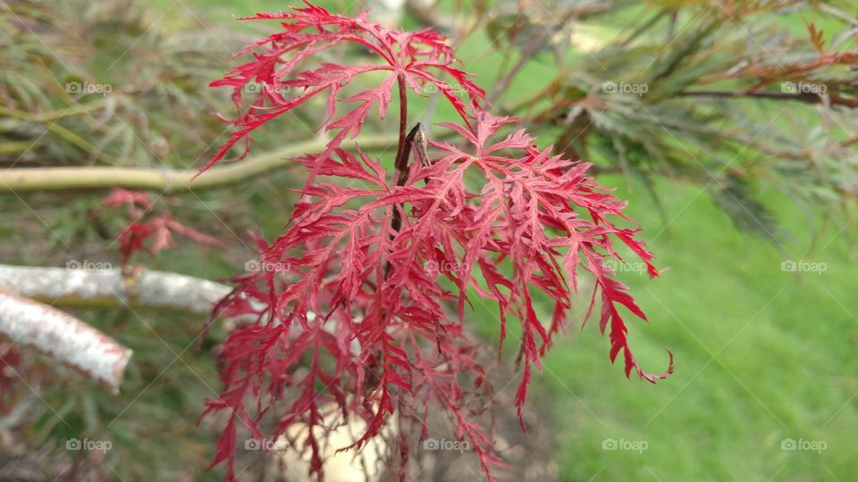 Nature, Leaf, Flora, Tree, No Person