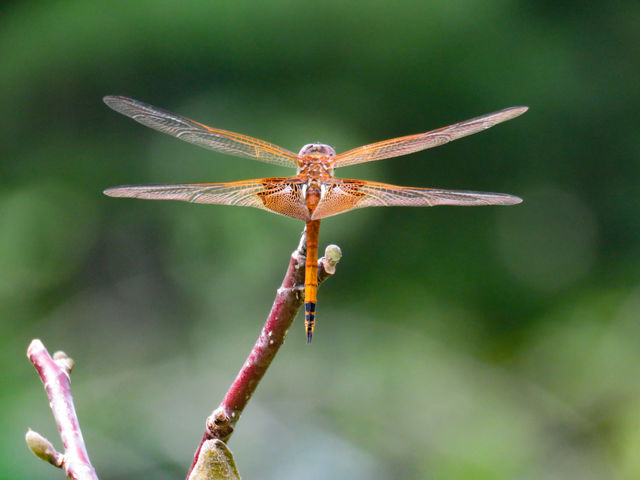 dragonfly