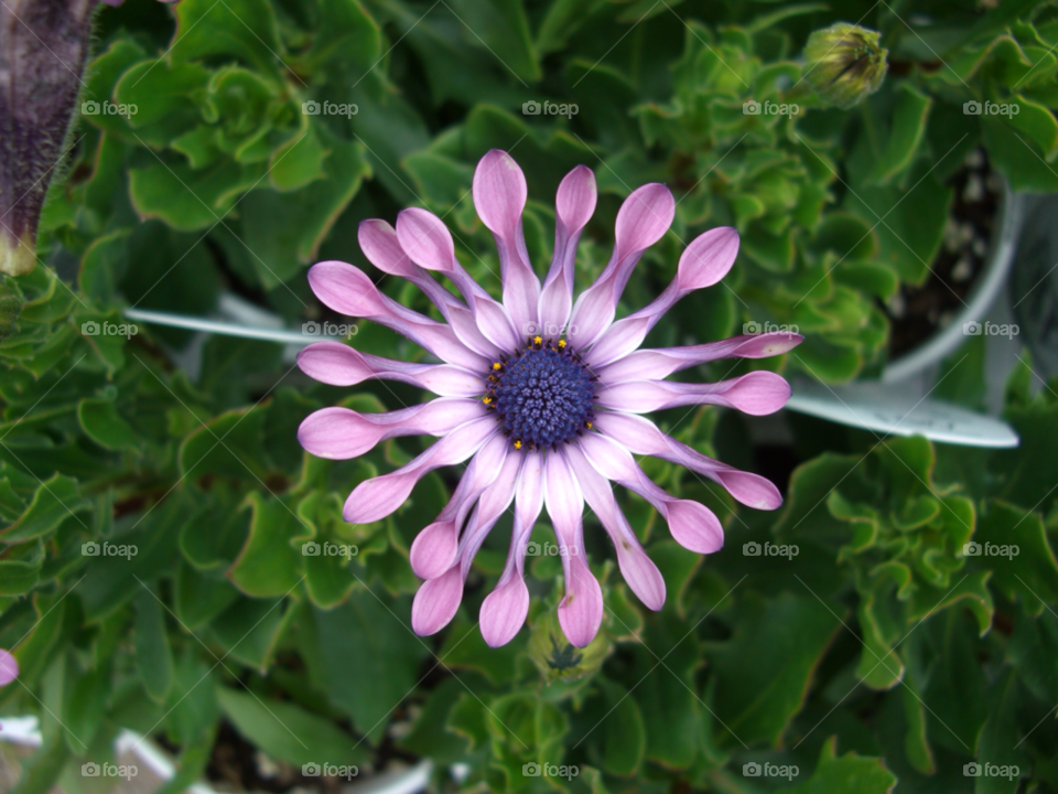 manchester-by-the-sea massachusetts flower purple massachusetts by jpt4u