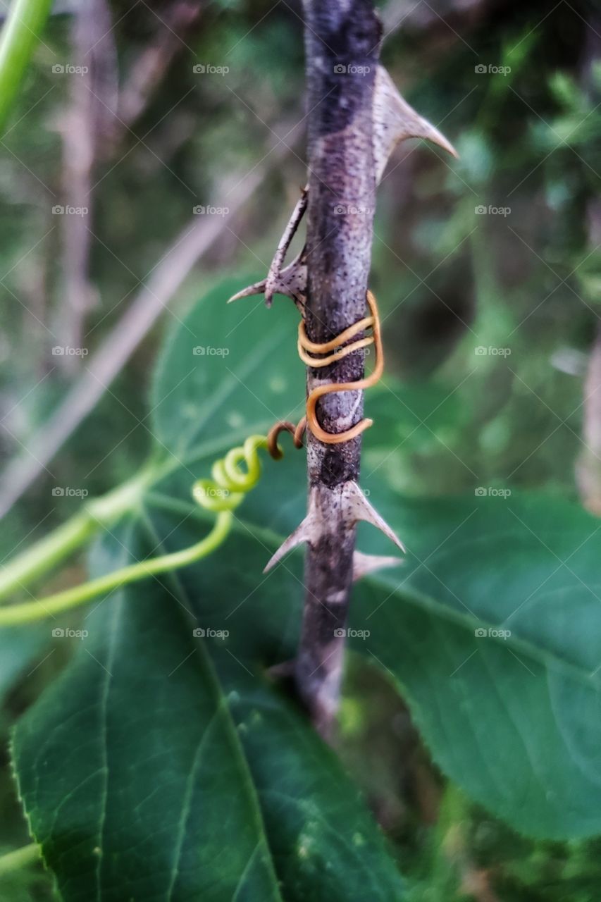 Vines wrapped around a dying rose bush. 