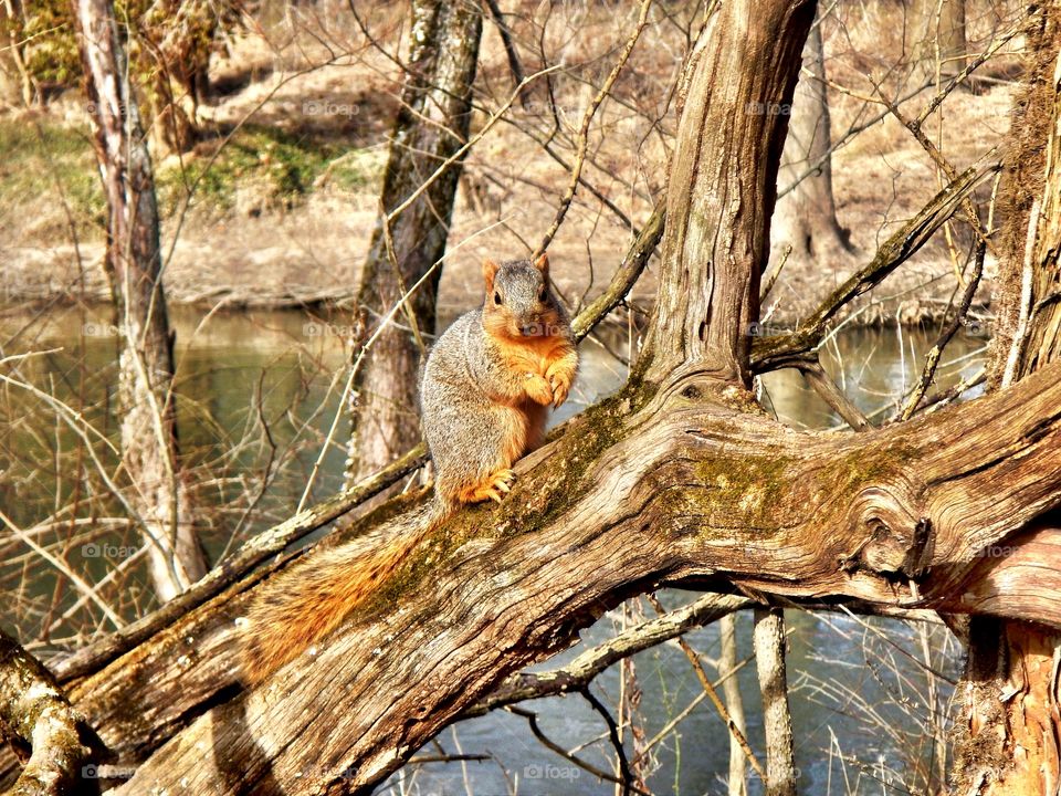 Squirrel hanging out