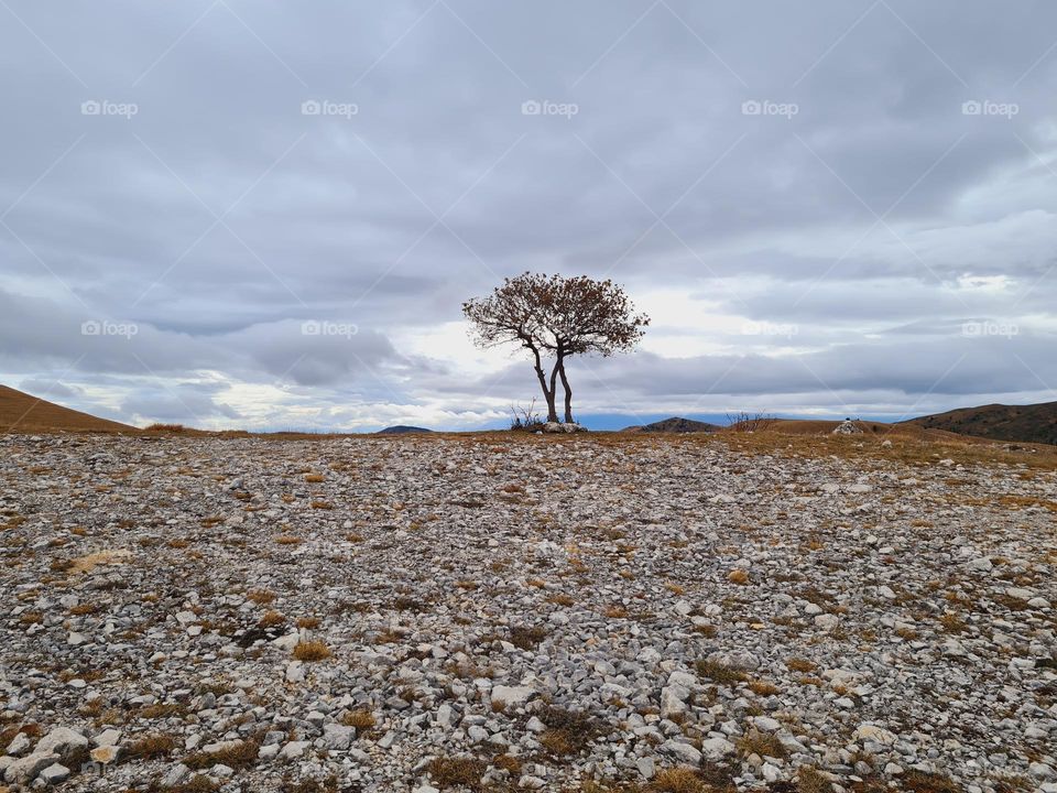 winter landscape with lonely tree between heaven and earth