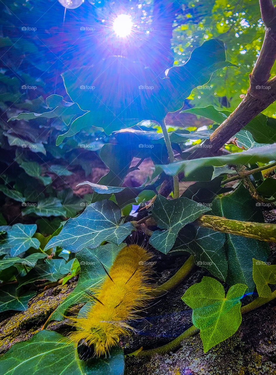 A little ivy, bright yellow fuzzy caterpillar and sunshine.