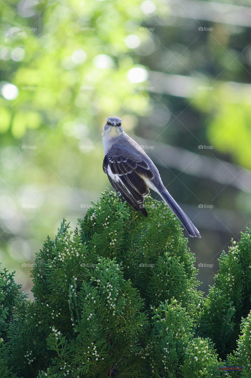 Northern Mockingbird